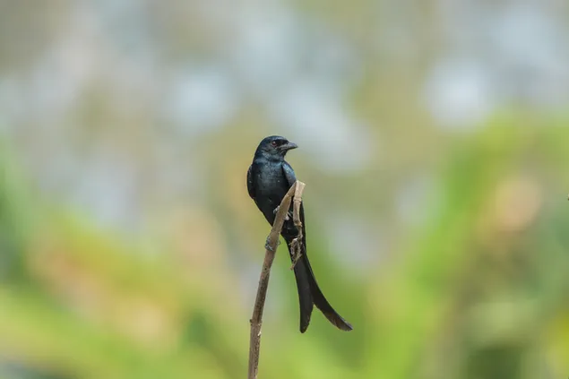 Drongo bird sitting in a open perch, Singur, India. 4K wallpaper
