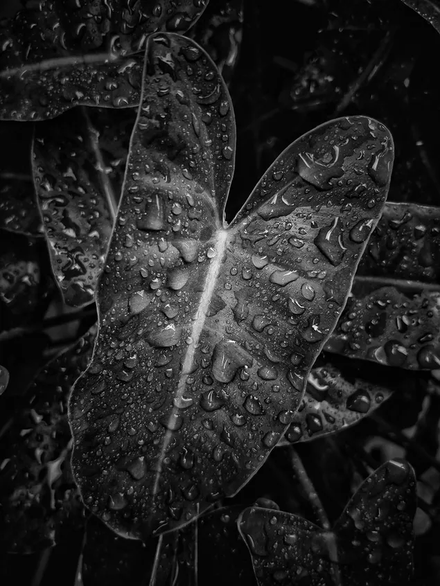 prezemete kapki na list