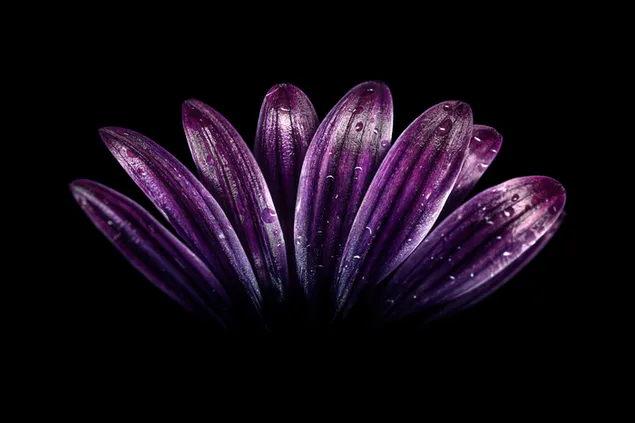 Tröpfchen auf den violetten Blütenblättern 4K Hintergrundbild