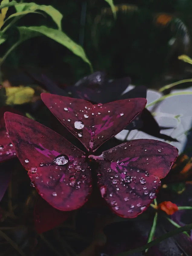 tropfchen herunterladen