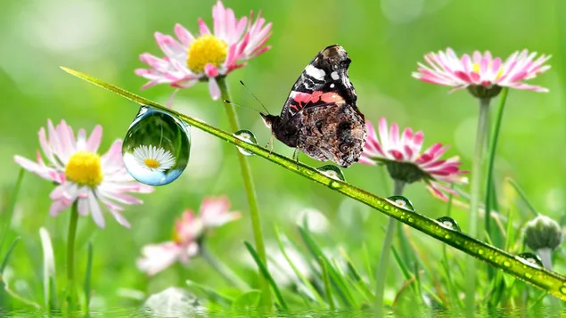 Gotas y mariposas en flores en el prado. 4K fondo de pantalla