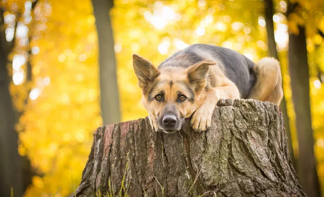 Duitse herder liggend op een boomstronk