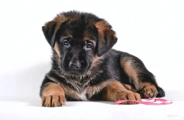 Duitse herder pup met een lint