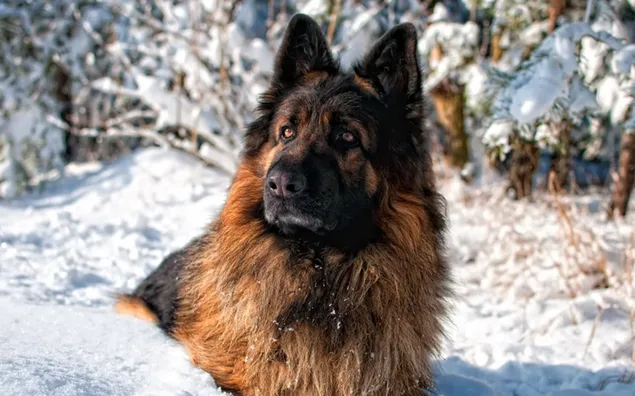 Duitse herder wacht in de sneeuw