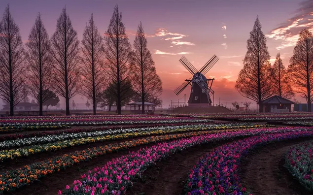 オランダのチューリップと風車の春の風景 ダウンロード