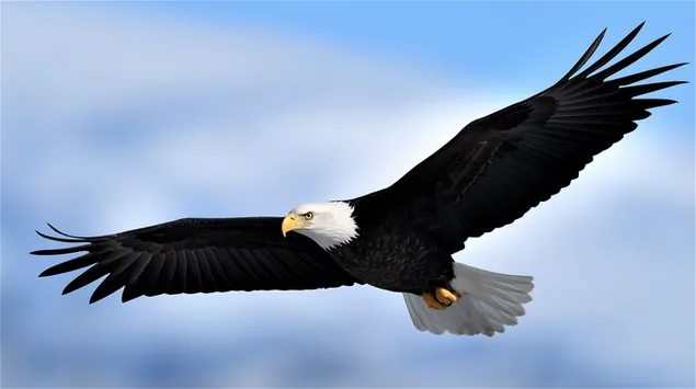 muat turun helang terbang di bawah langit separa mendung