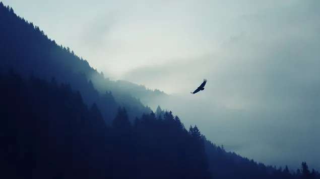 Àguila al cel baixada