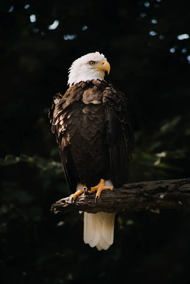 Poza e vështrimit të mprehtë të shqiponjës 4K sfond