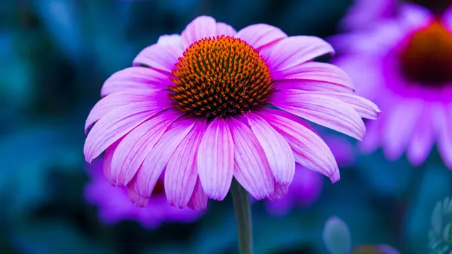Echinacea 4K วอลเปเปอร์