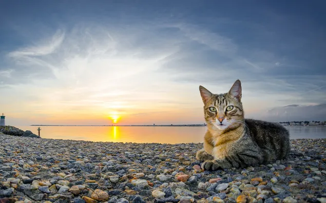 Gato Mau egipcio relajándose en la playa durante la puesta de sol