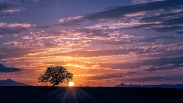 Ein Baum und ein Sonnenuntergang