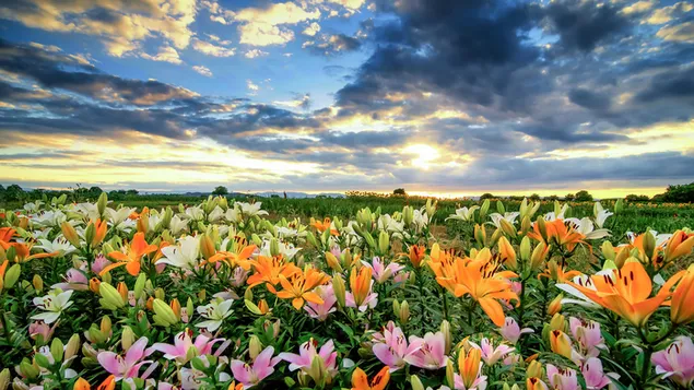 Ein buntes Lilienfeld herunterladen