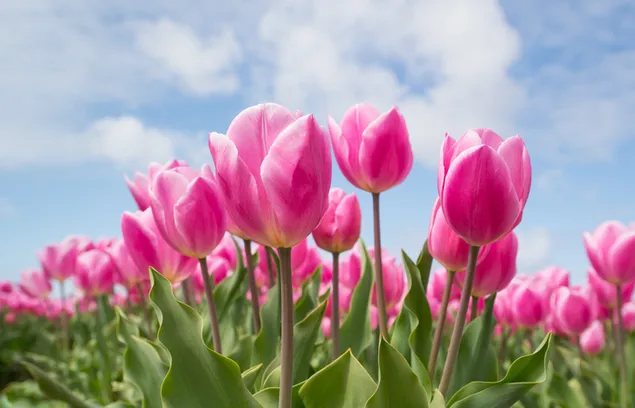 Ein Feld der wunderschöne rosa Tulpen