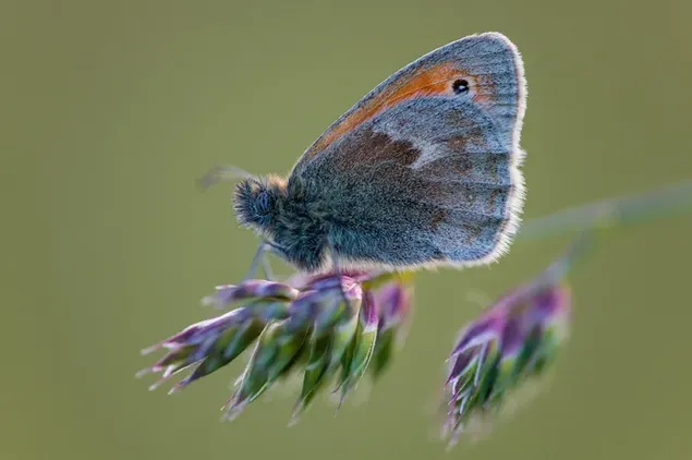 Ein schöner Schmetterling mit bunten Flügeln auf einem Blumenzweig vor einem grünen unscharfen Hintergrund