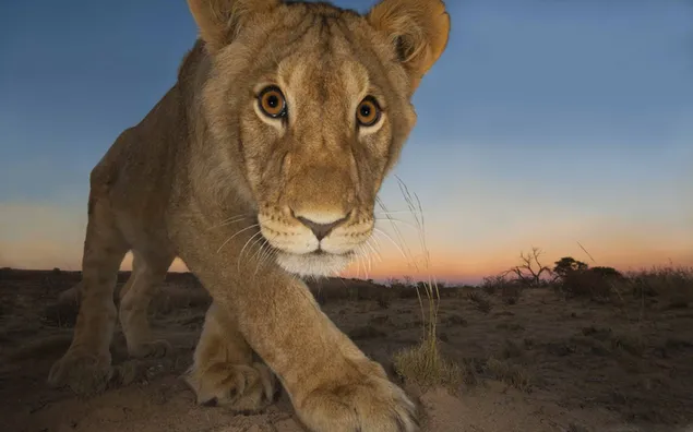 Eine Löwin, die bei Sonnenuntergang auf einer unbefestigten Straße in die Kamera blickt