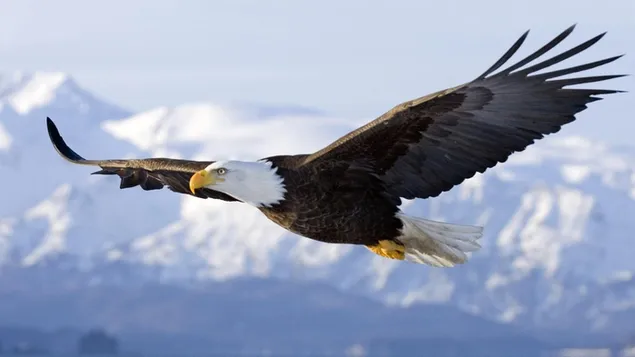 El águila con toda su nobleza sobrevolando las montañas nevadas y los acantilados nevados