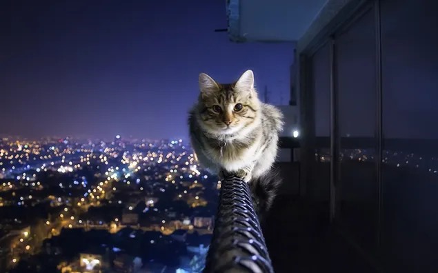 El gato de la ciudad sin miedo mira fijamente descargar