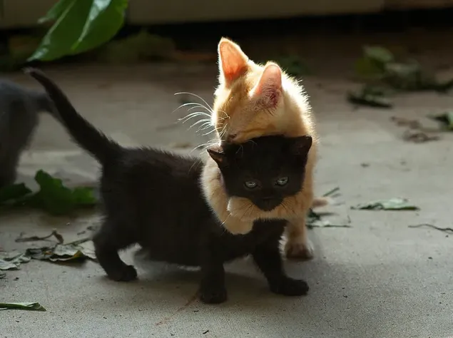 El gato envuelto en hojas en el piso de concreto abraza al gato negro.