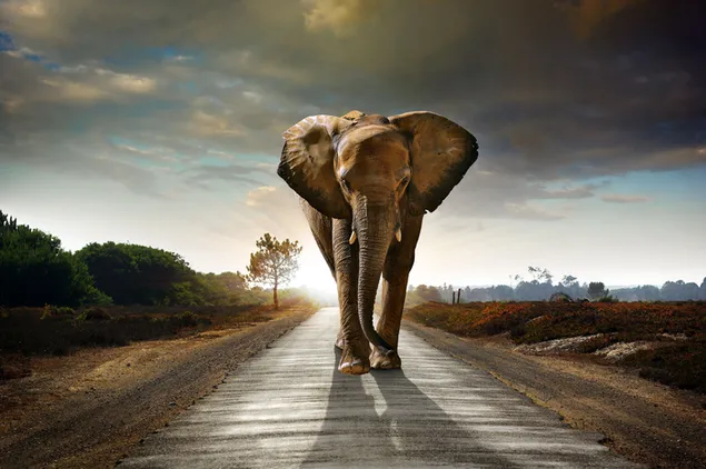 Elefante caminando por la carretera a la sombra de nubes oscuras y árboles