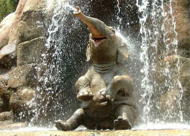 Elefantenbaby duscht glücklich unter einem Wasserfall herunterladen