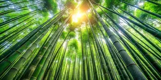 아침의 우아한 대나무 숲 4K 배경화면