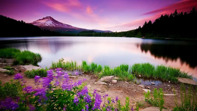 Elegant nature backgrounds front lake download
