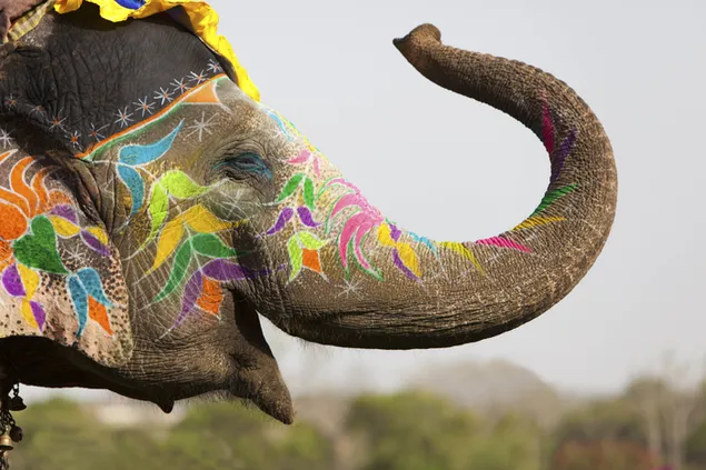 Elefant i Holi 4K tapet