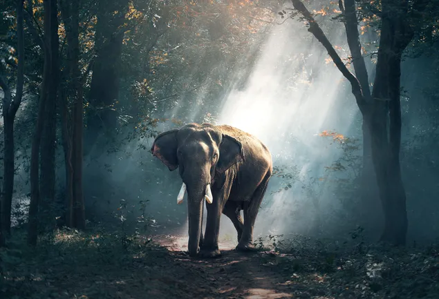 Elefante en el bosque y haz de luz. 2K fondo de pantalla
