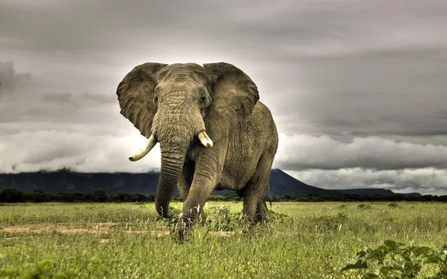 Elefant auf der Wiese, in freier Wildbahn herunterladen