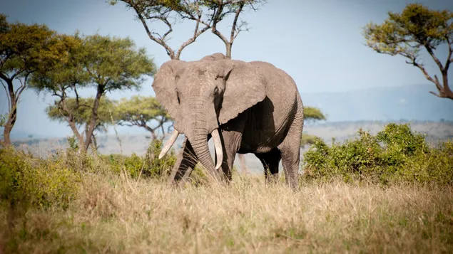 Elefant in der Savanne HD Hintergrundbild