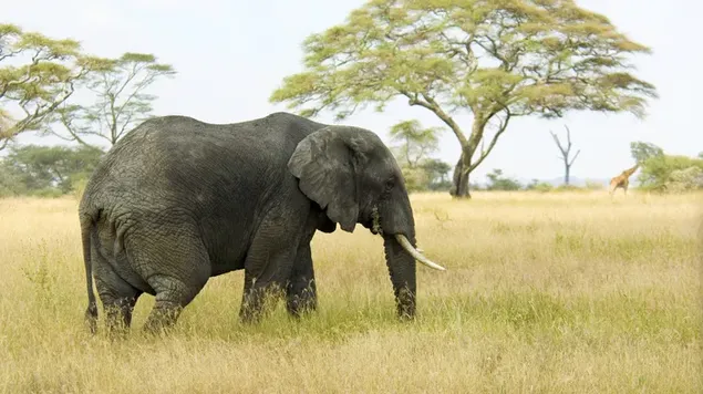 野生の象