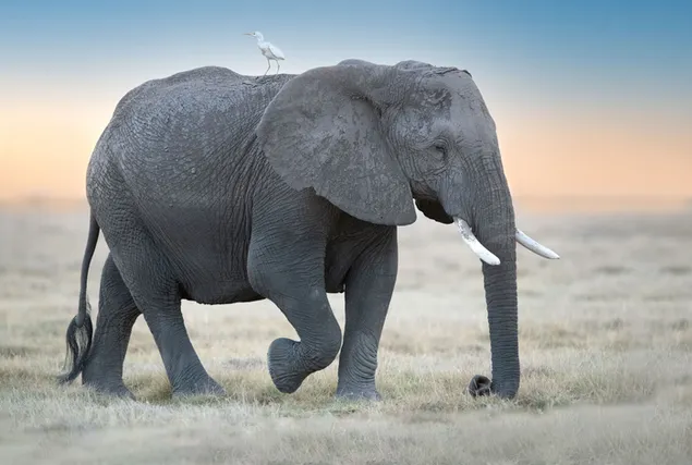 Olifant slenteren in droog gras bij zonsopgang en witte vogel op olifant