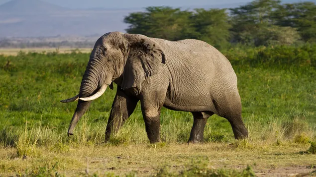 Elefant 4K Hintergrundbild