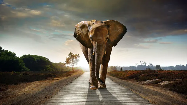 Elefant med skygge i dagslys foran trær og skog i mørkt overskyet vær 4K bakgrunn