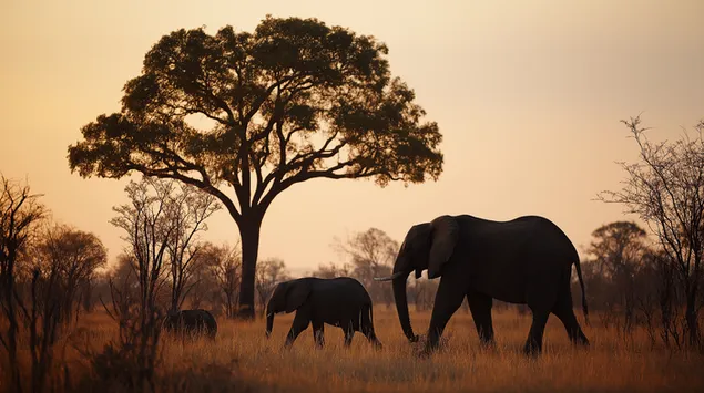 Ταπετσαρία Ελέφαντες σε σκιαγράφηση με φόντο το ηλιοβασίλεμα 2K