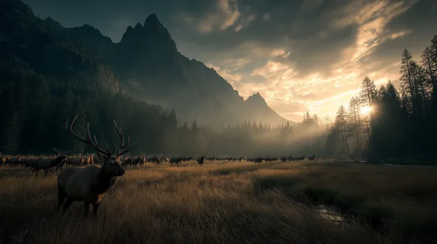 Ταπετσαρία Κοπάδι άλκες σε ένα ηλιόλουστο ορεινό λιβάδι 2K