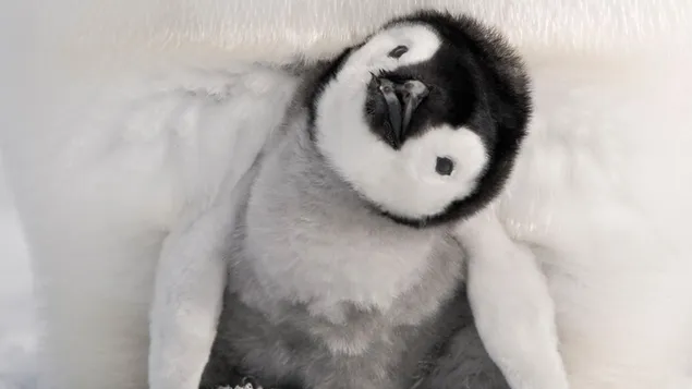 Kejser Pingvin Chick