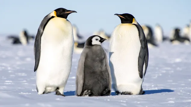 Emperor penguin family download