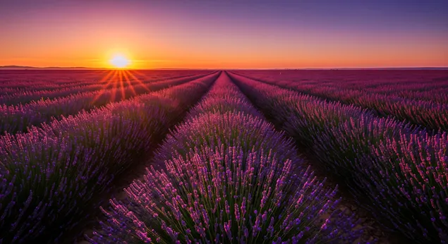 无尽的薰衣草花田一直延伸到地平线，在绚丽的夕阳余晖中熠熠生辉。 8K 壁纸