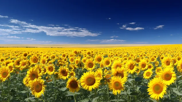 Endlos Sonneblummenfeld ënner engem stralende bloen Himmel mat Wolleken 2K Tapeten