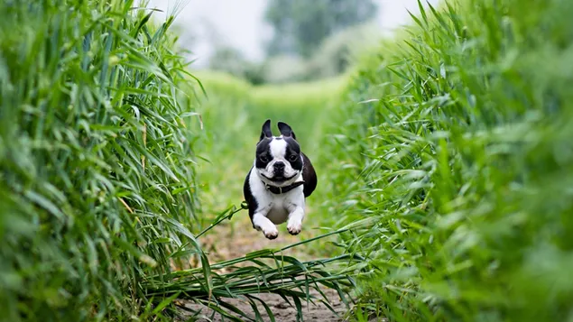 Energieke zwart-witte hond die door een pad van struiken rent 4K achtergrond