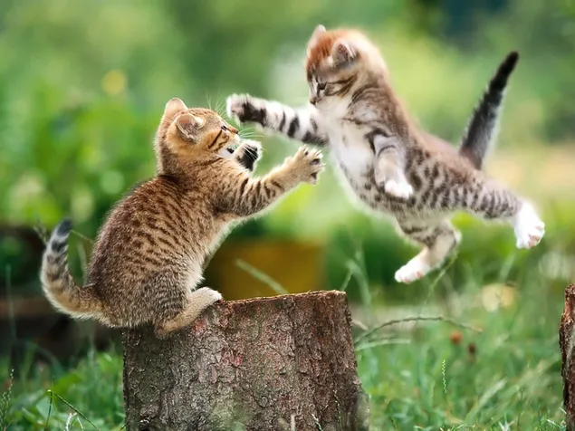 Erstaunlich süße zwei Katzen, die sich auf dem Holz spielen herunterladen