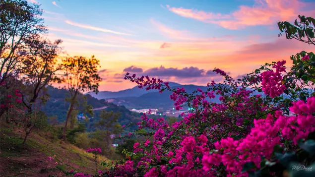 Erstaunlicher Sonnenuntergang und Frühlingsblick mit Blumen herunterladen