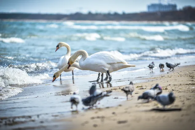 Escena tranquila en la playa con cisnes y palomas.