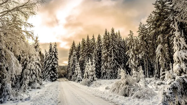 Espacio de nieve y puesta de sol sobre árboles en un camino forestal nevado