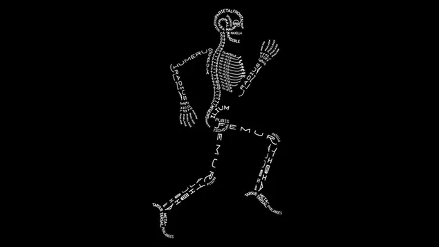 Esqueleto con nombres de huesos descargar