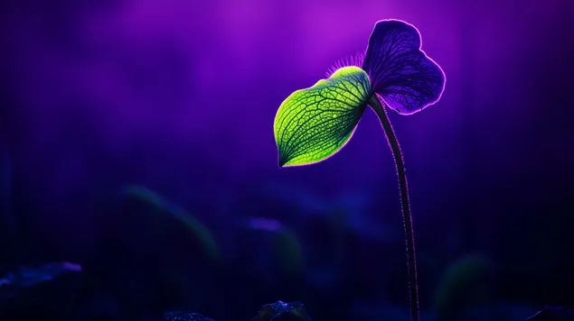 Hình nền Ánh sáng huyền ảo của cây nắp ấm ăn thịt với sắc màu neon 8K