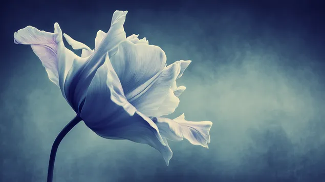 Etereo fiore di tulipano bianco con illuminazione drammatica su sfondo blu 2K sfondo