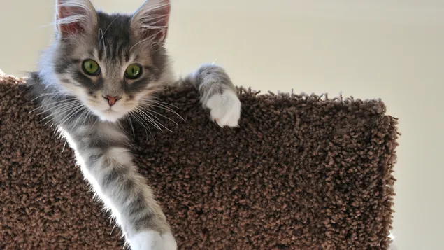 europos trumpaplaukis atsisiusti