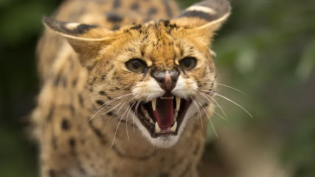 europos laukine kate atsisiusti